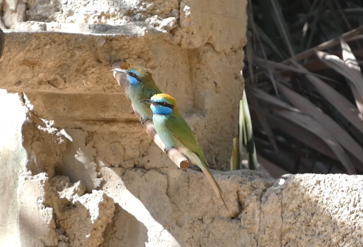 Arabian Green Bee-eater - ML639662057