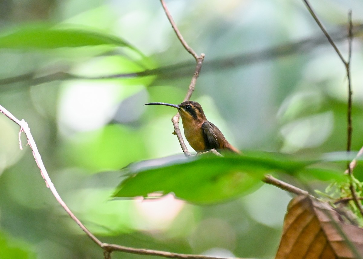 Streifenkehl-Schattenkolibri - ML639662060