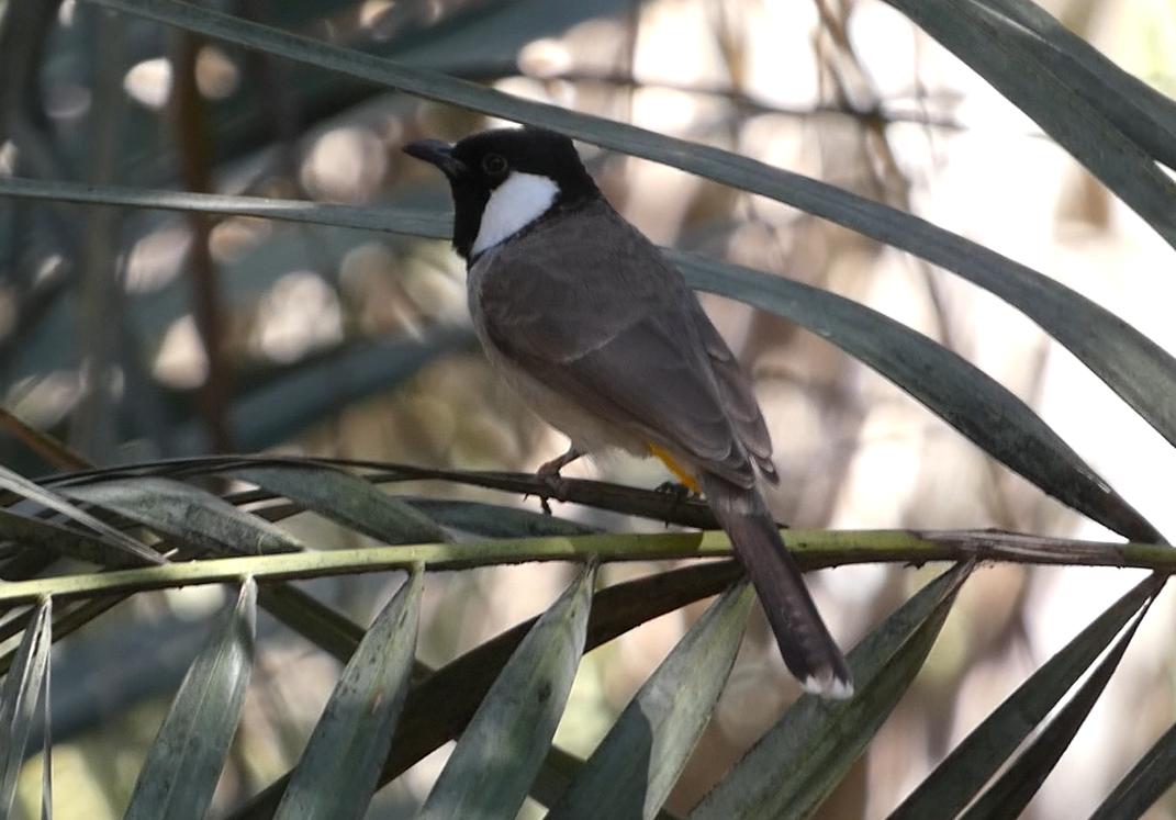 White-eared Bulbul - ML639662064