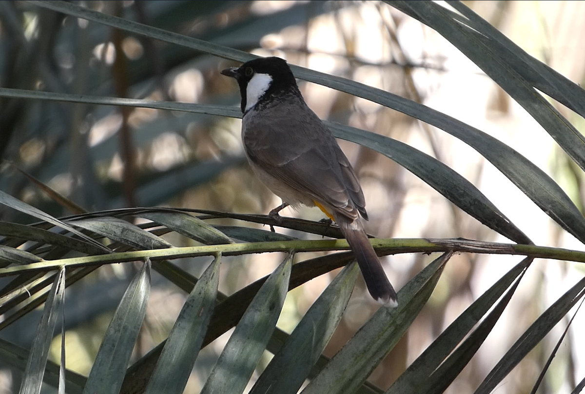 White-eared Bulbul - ML639662065