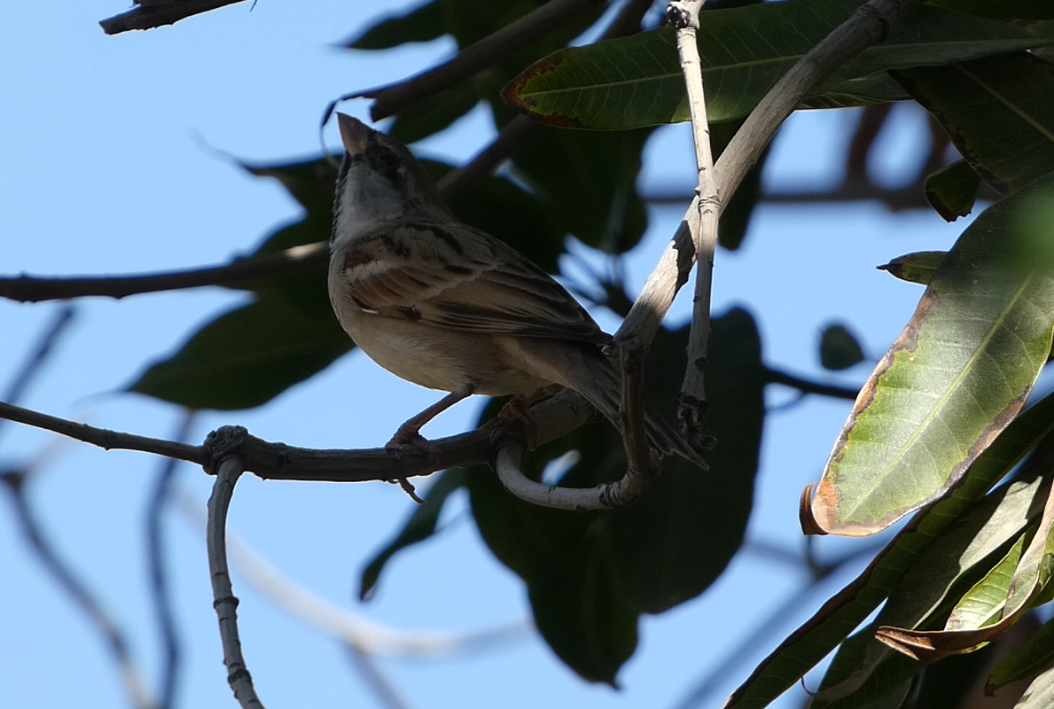 House Sparrow - ML639662070