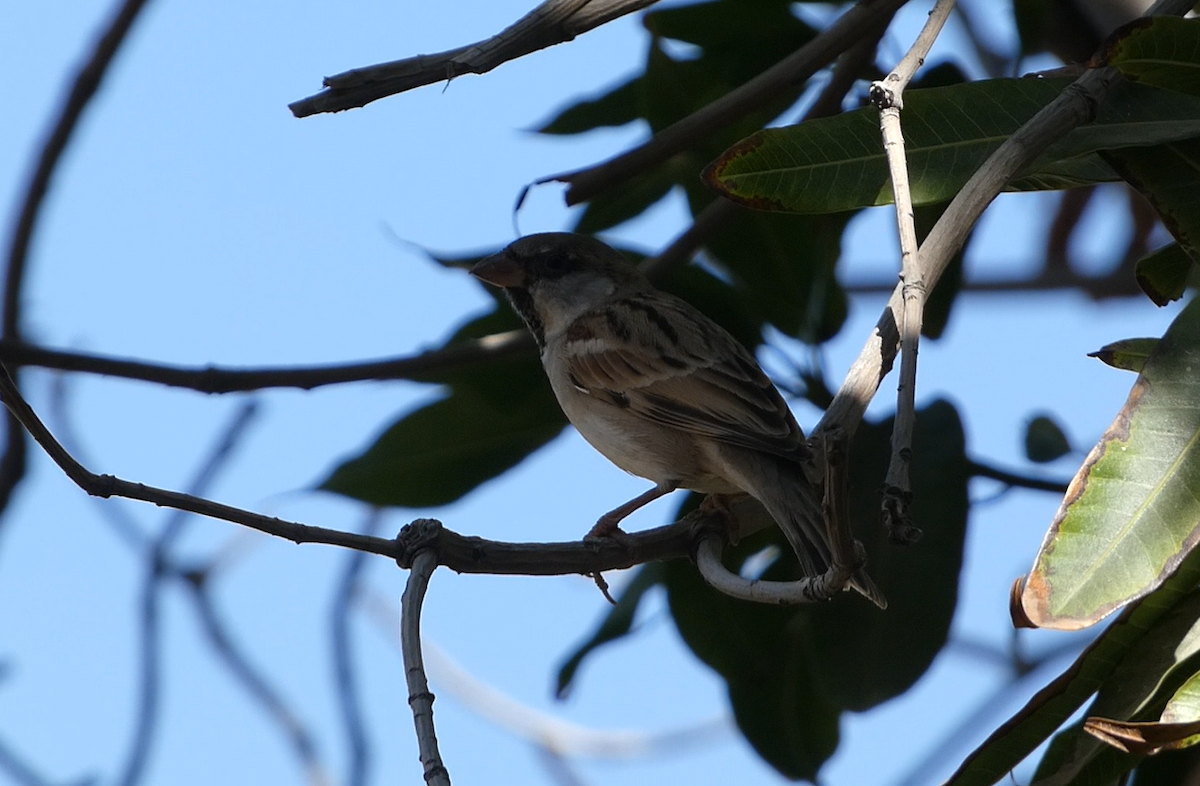 House Sparrow - ML639662071