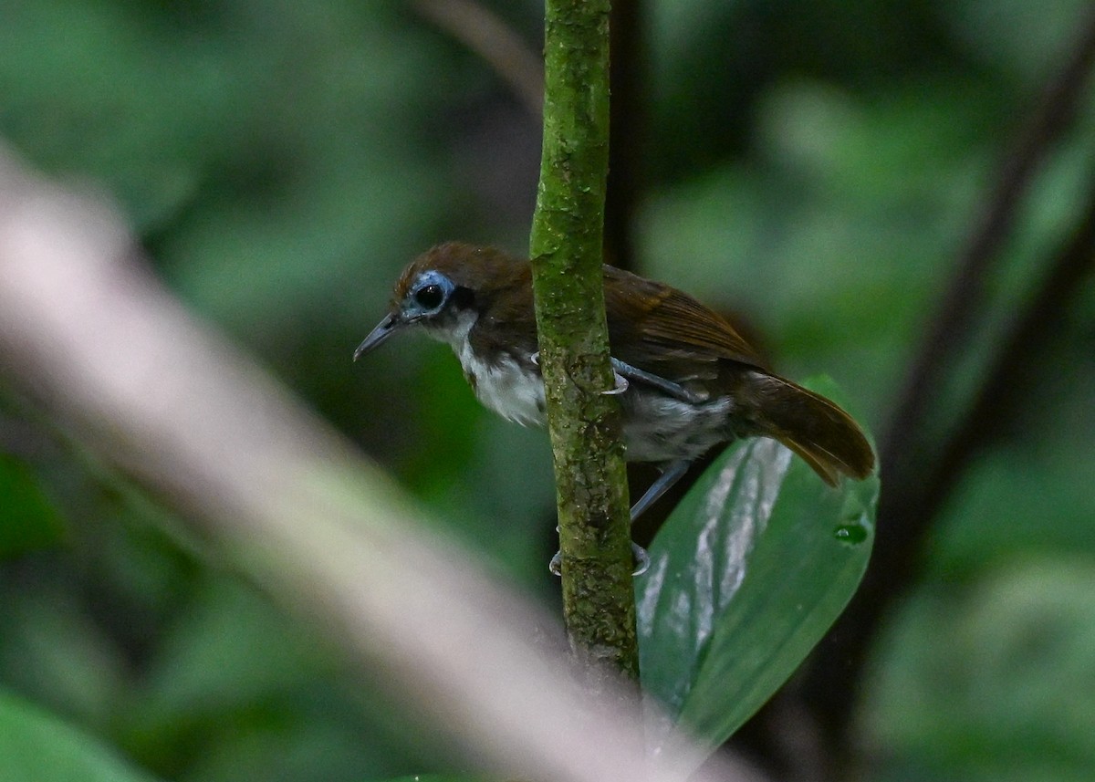 Weißkehl-Ameisenvogel - ML639662084