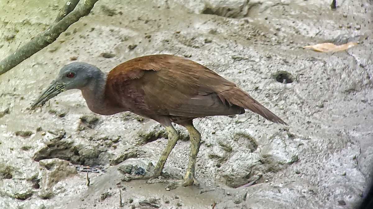 Chestnut Rail - ML639662095