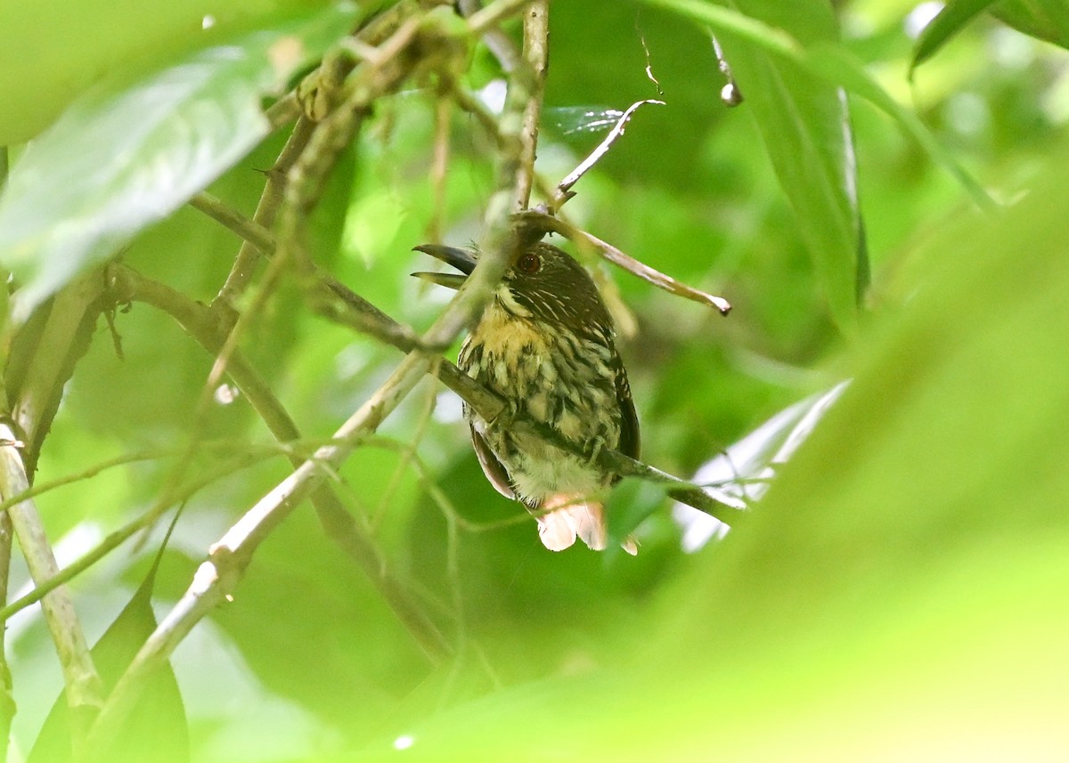 Weißzügel-Faulvogel - ML639662132