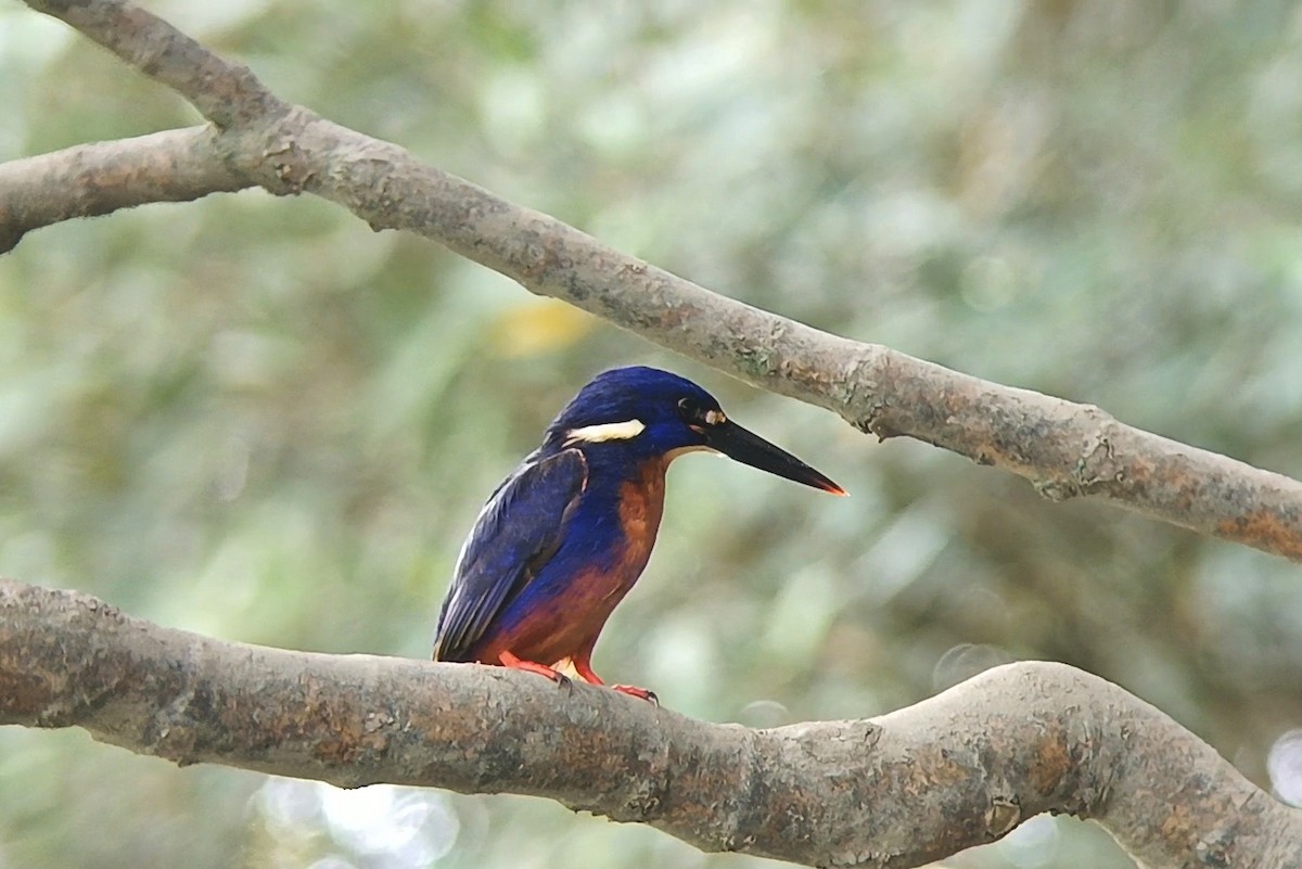 Azure Kingfisher - ML639662172