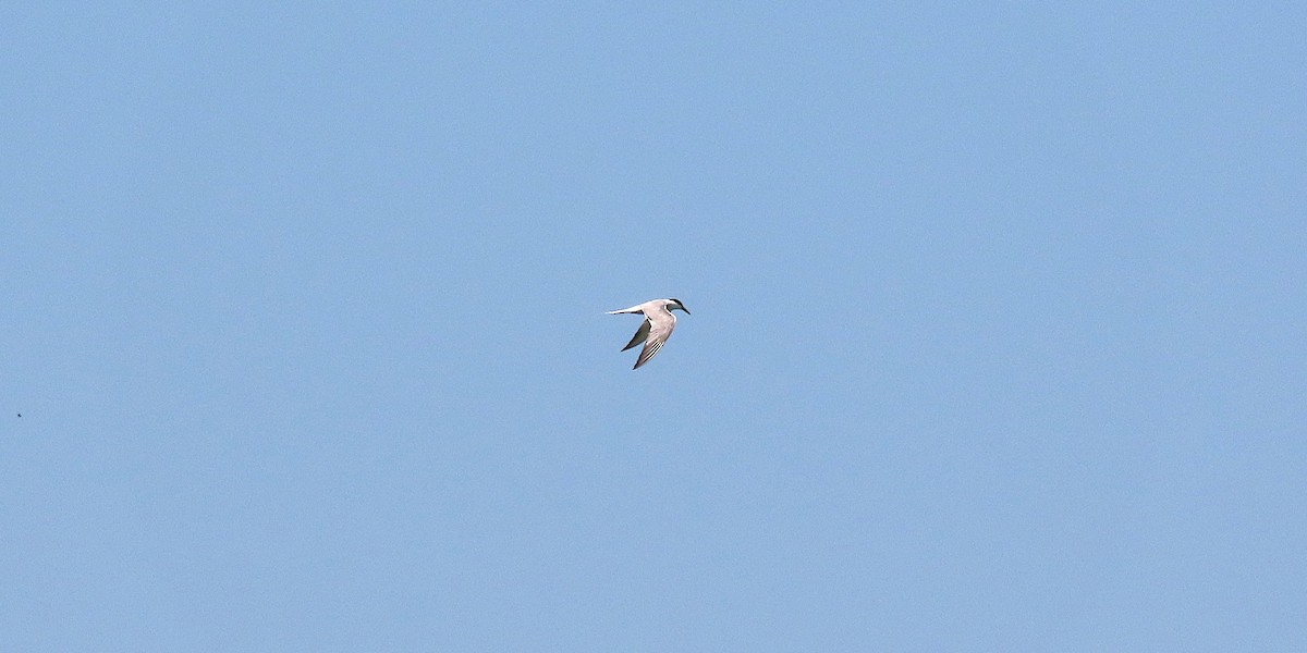 Крячок річковий (підвид longipennis) - ML639662176