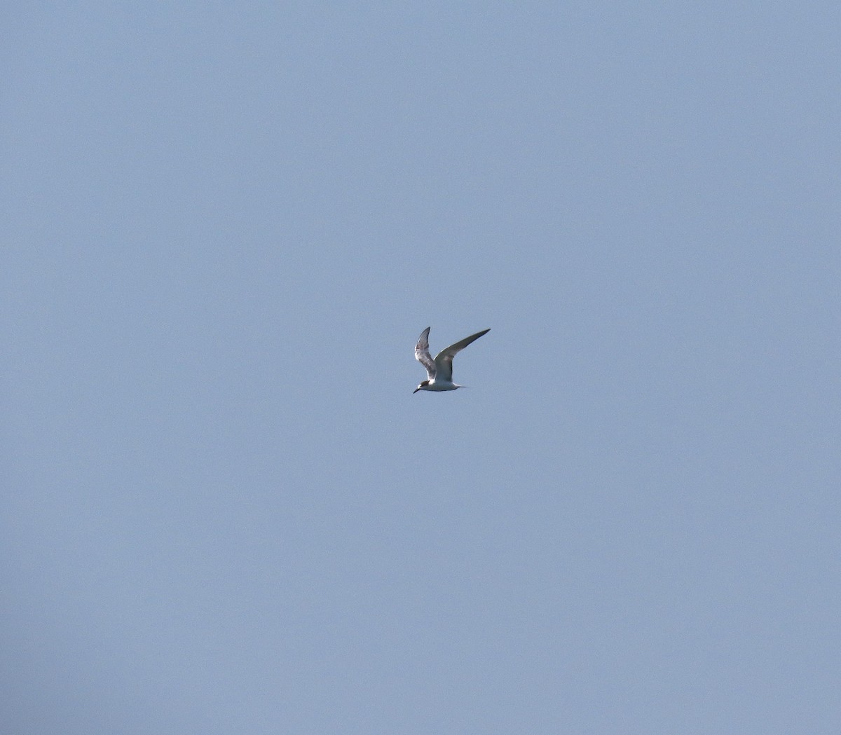Крячок річковий (підвид longipennis) - ML639662177