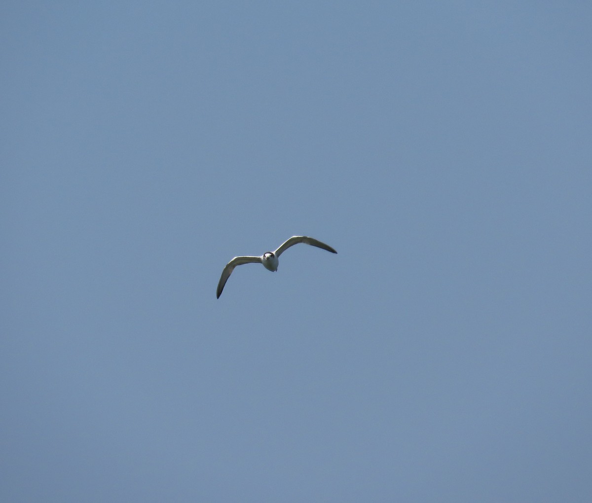 Common Tern (longipennis) - ML639662178