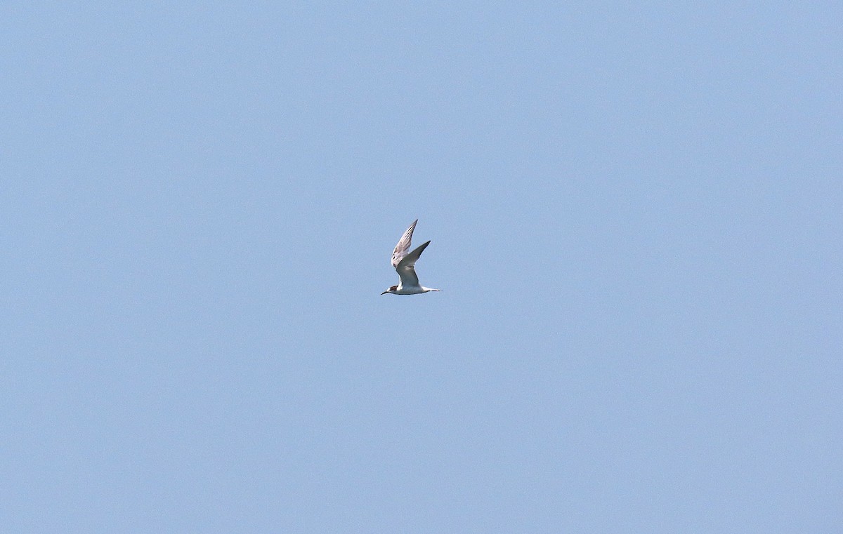 Крячок річковий (підвид longipennis) - ML639662179