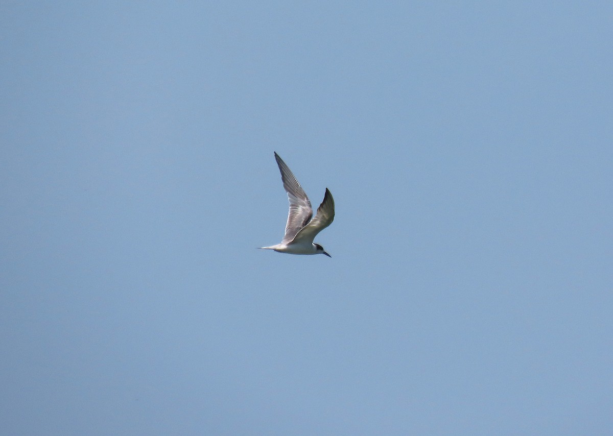 Крячок річковий (підвид longipennis) - ML639662180