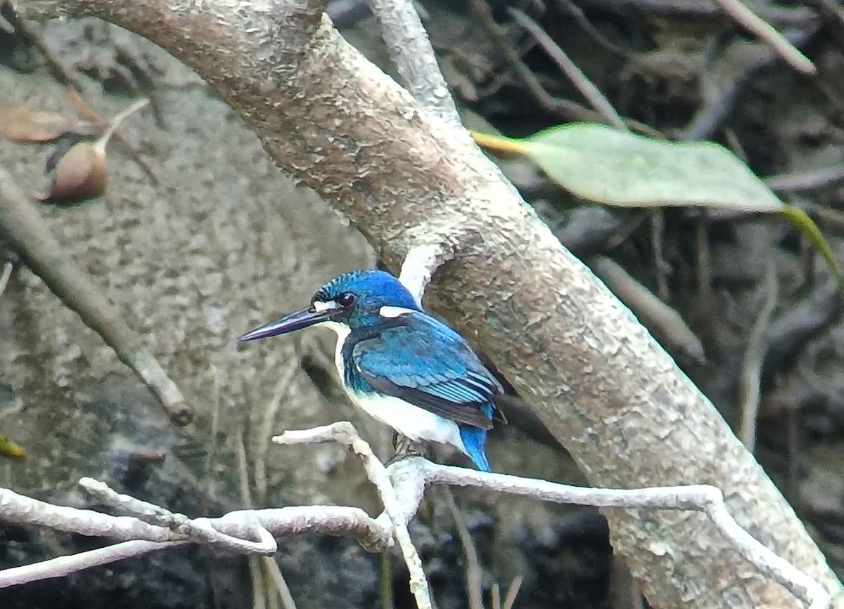 Little Kingfisher - ML639662183