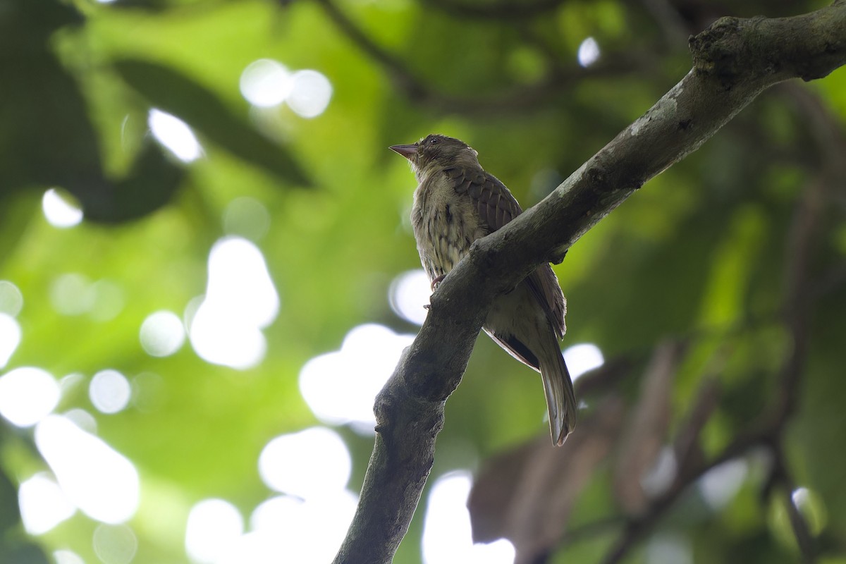 Malaysian Honeyguide - ML639662273