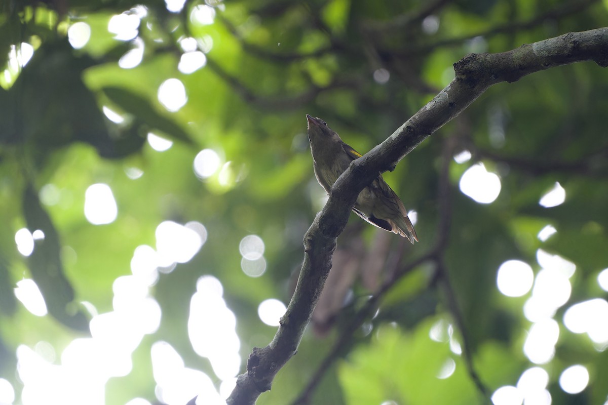 Malaysian Honeyguide - ML639662274