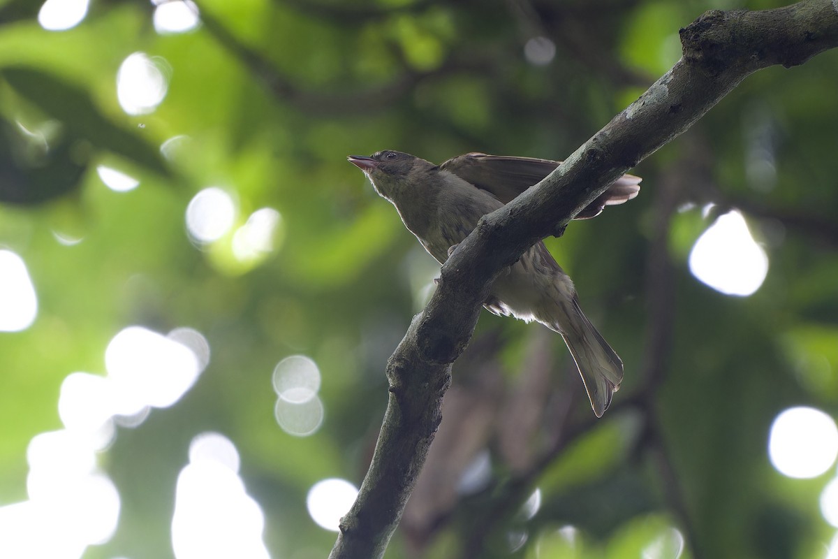 Malaysian Honeyguide - ML639662275