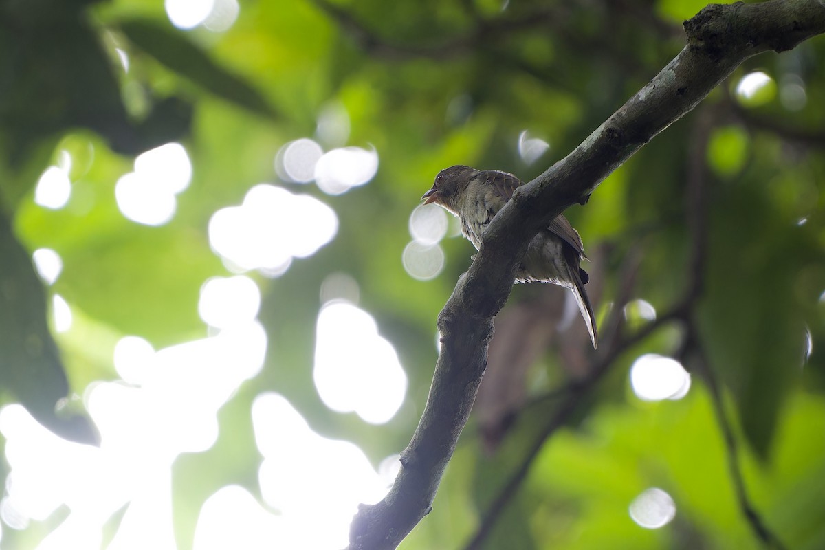 Malaysian Honeyguide - ML639662276