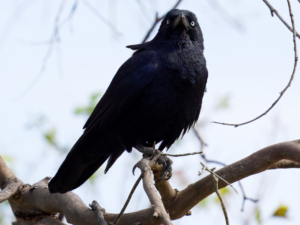 Torresian Crow - ML639662298