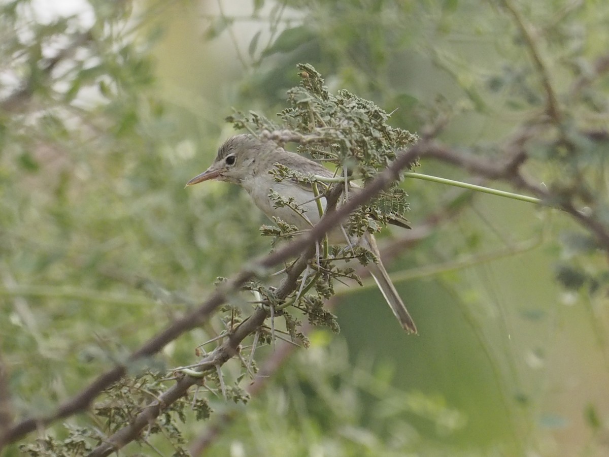 Upcher's Warbler - ML639662312
