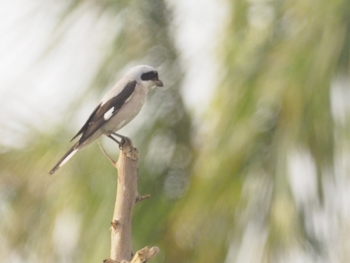 Lesser Gray Shrike - ML639662318