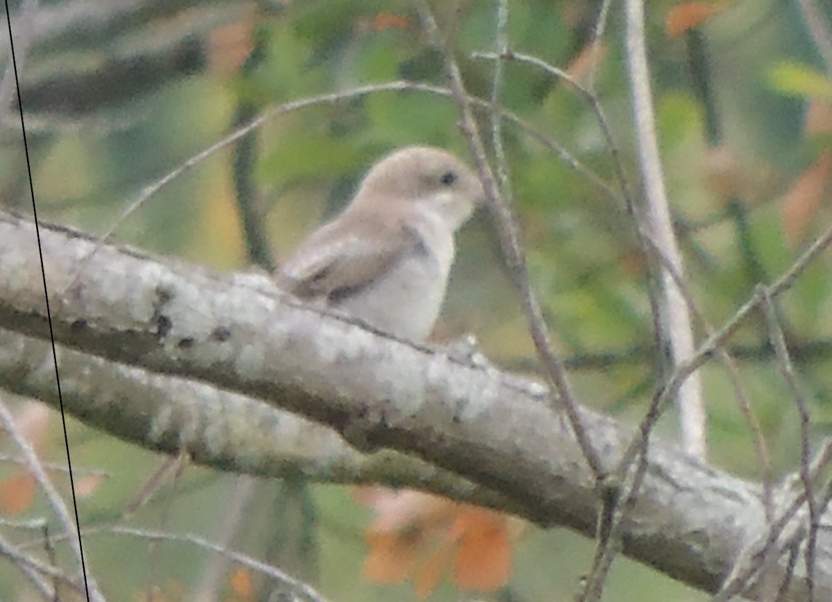 Woodchat Shrike - ML639662322