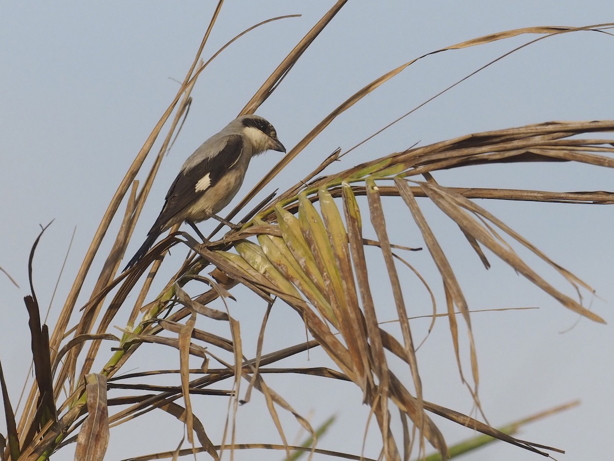 Lesser Gray Shrike - ML639662325