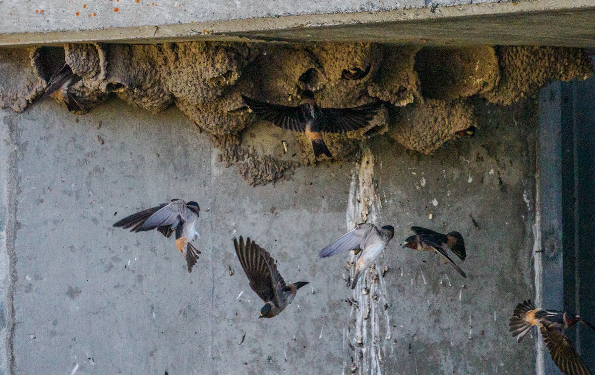 Cliff Swallow - ML639662333