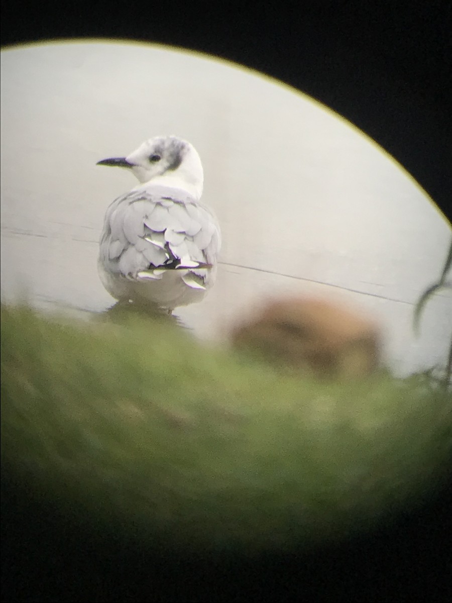 Bonaparte's Gull - ML639662372