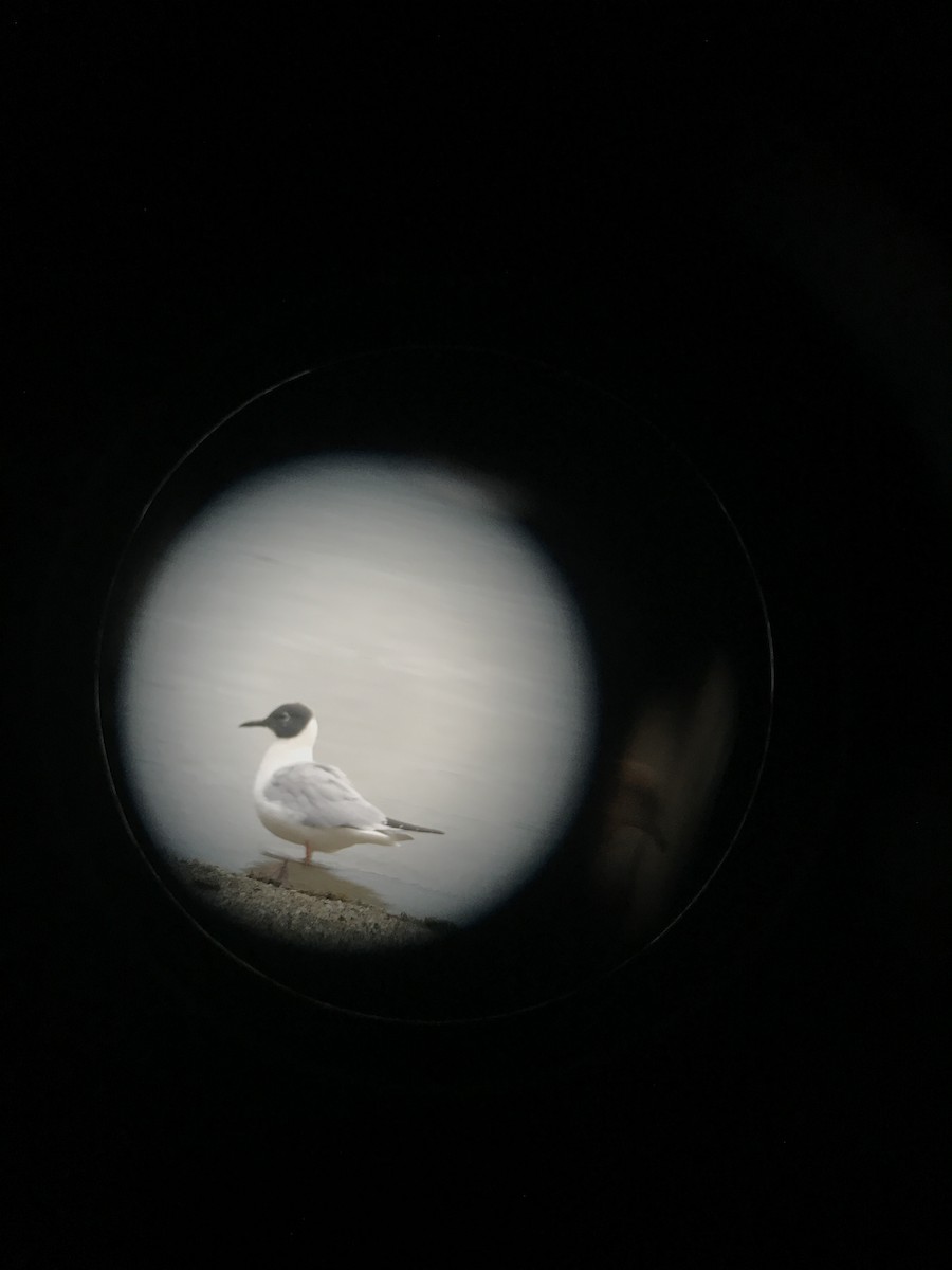 Bonaparte's Gull - ML639662373