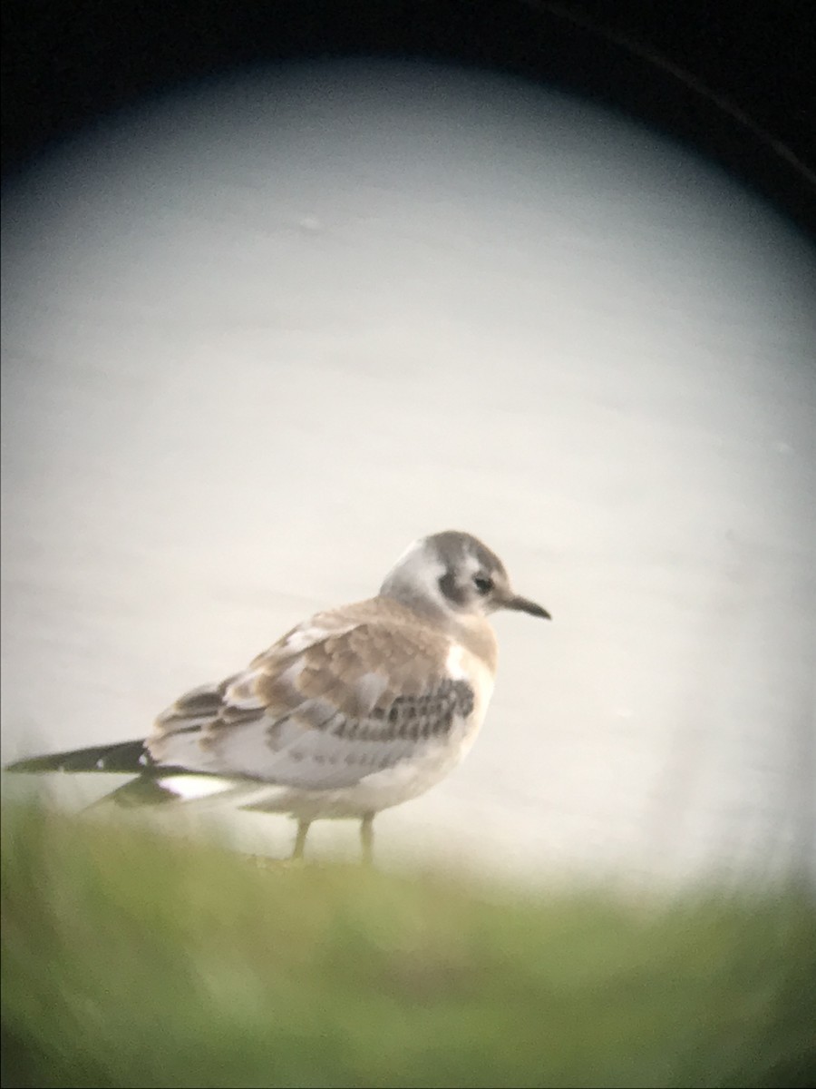 Bonaparte's Gull - ML639662374