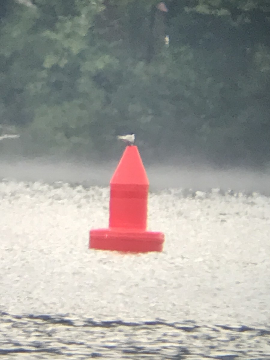 Common Tern - ML639662377