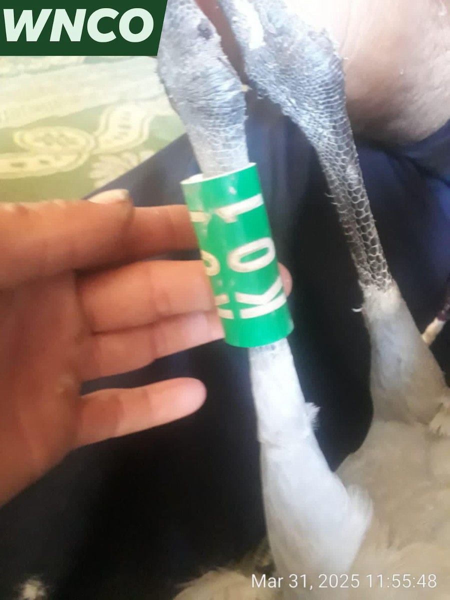 Demoiselle Crane - ML639662381