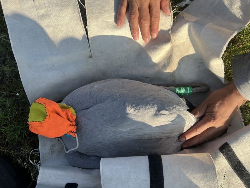 Demoiselle Crane - ML639662382