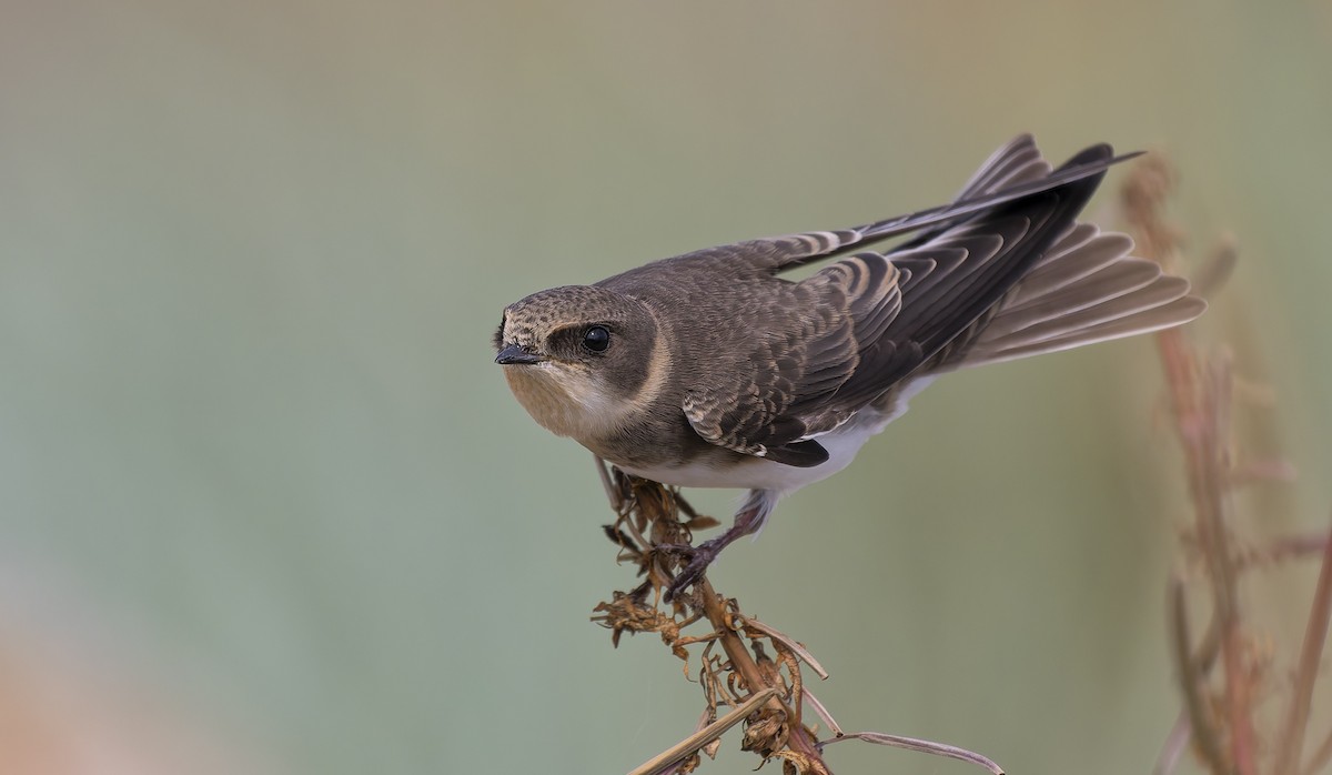 Bank Swallow - ML639662394