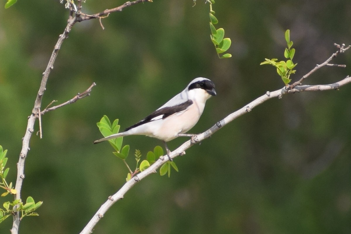 Lesser Gray Shrike - ML639662397