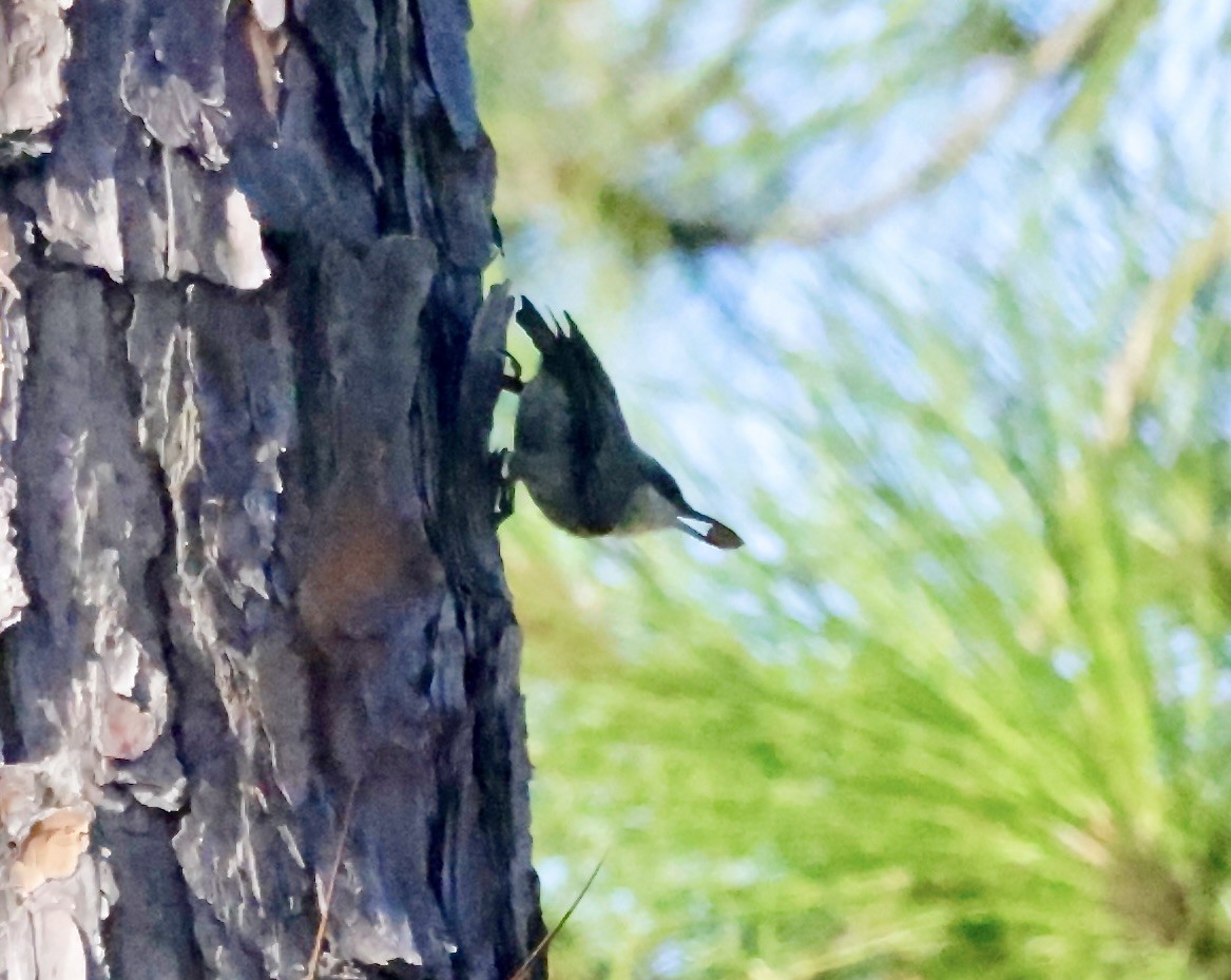 Brown-headed Nuthatch - ML639662407