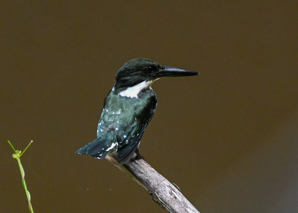 Grünfischer - ML639662409