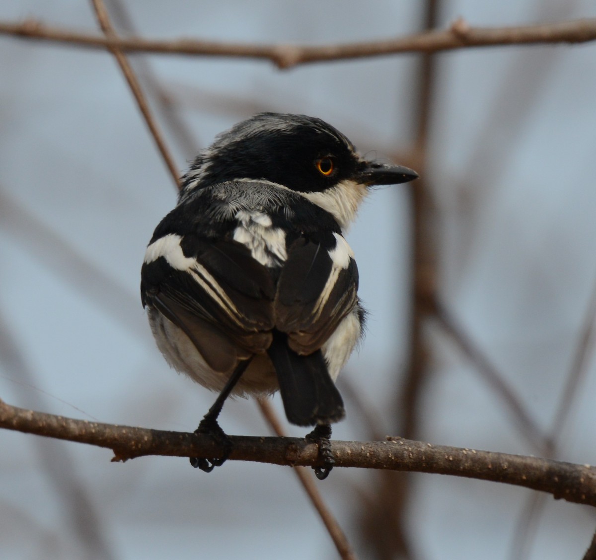 Pygmy Batis - ML639662551
