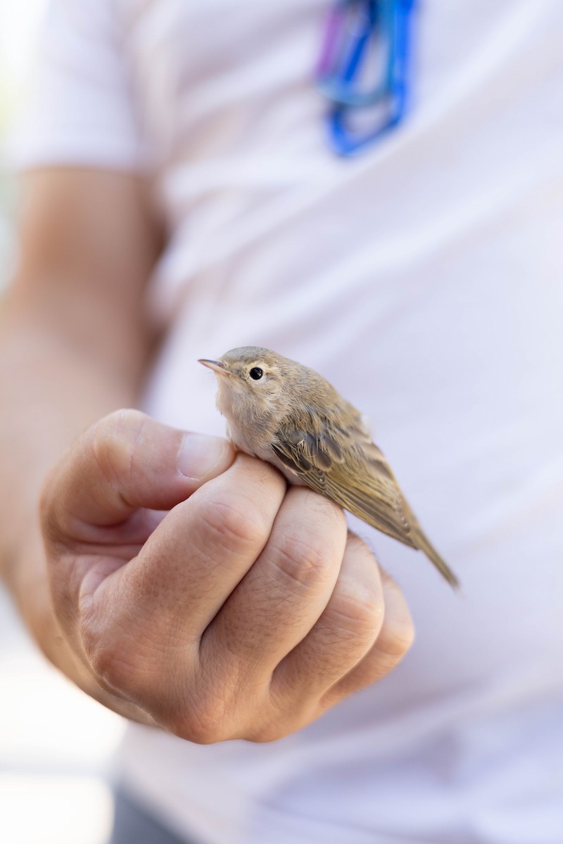 Western Bonelli's Warbler - ML639662578