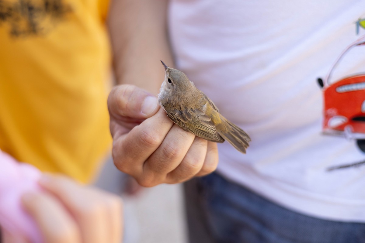 Western Bonelli's Warbler - ML639662579