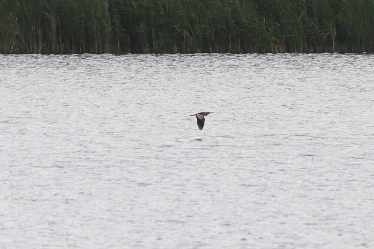 Little Bittern - ML639662589