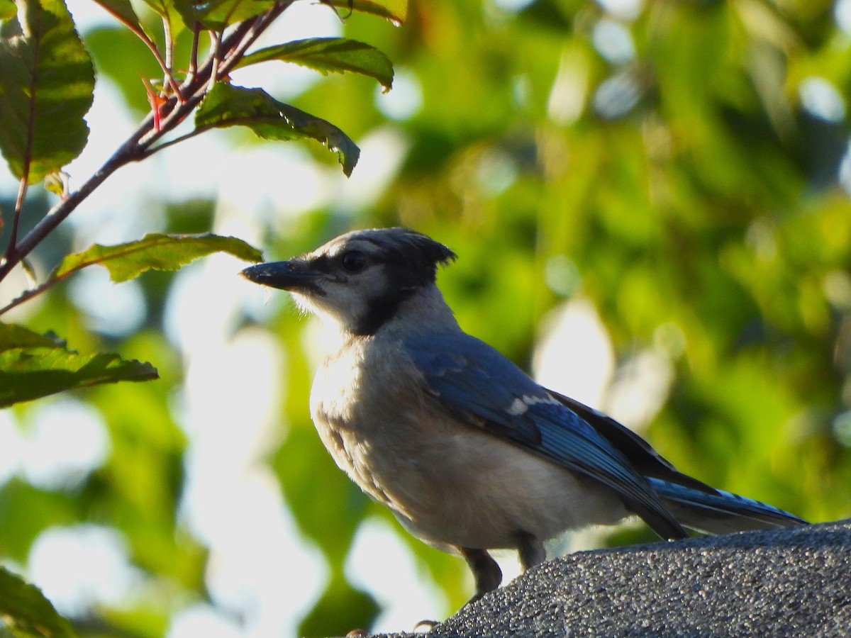 Blue Jay - ML639662628