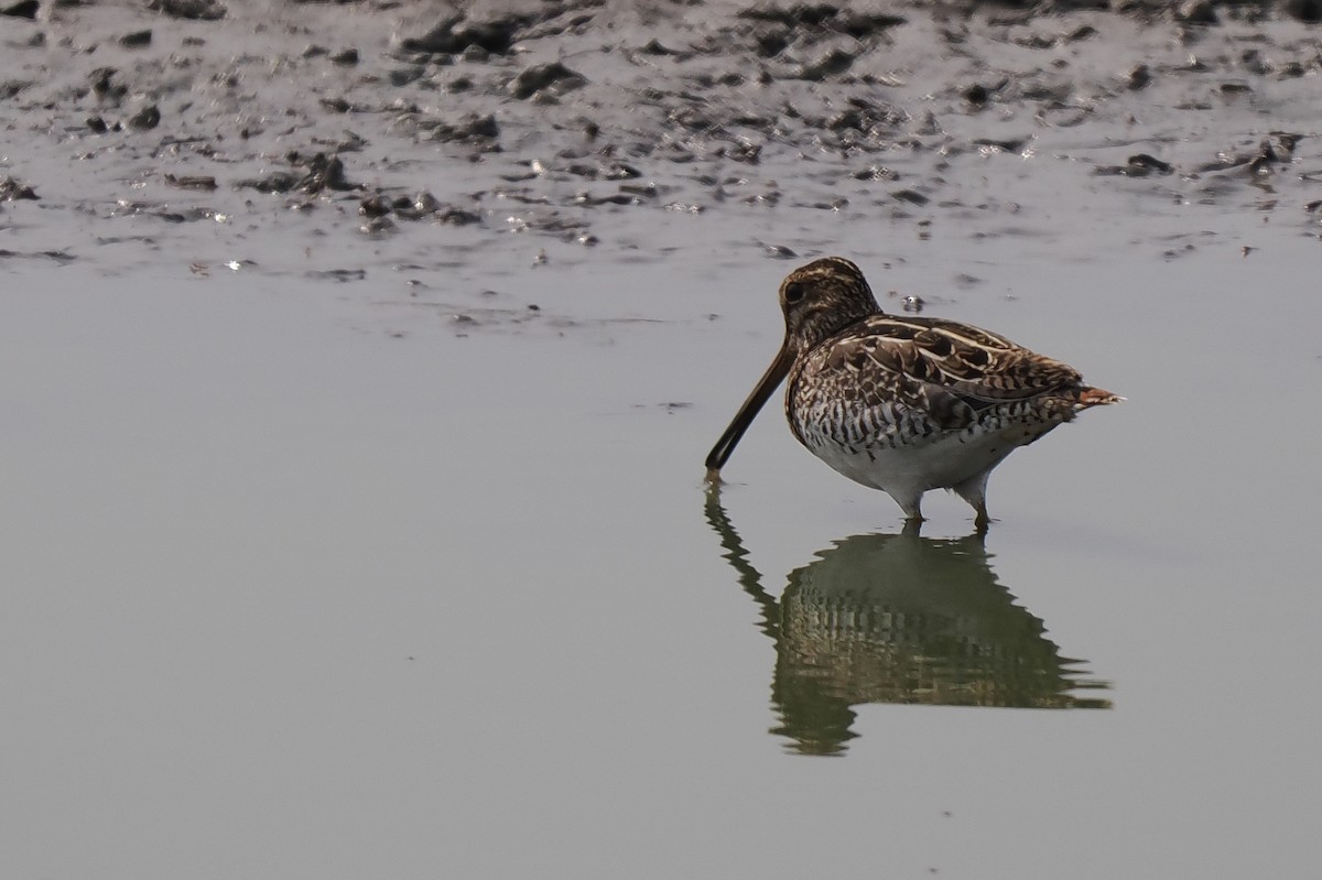Pantanal Snipe - ML639662640
