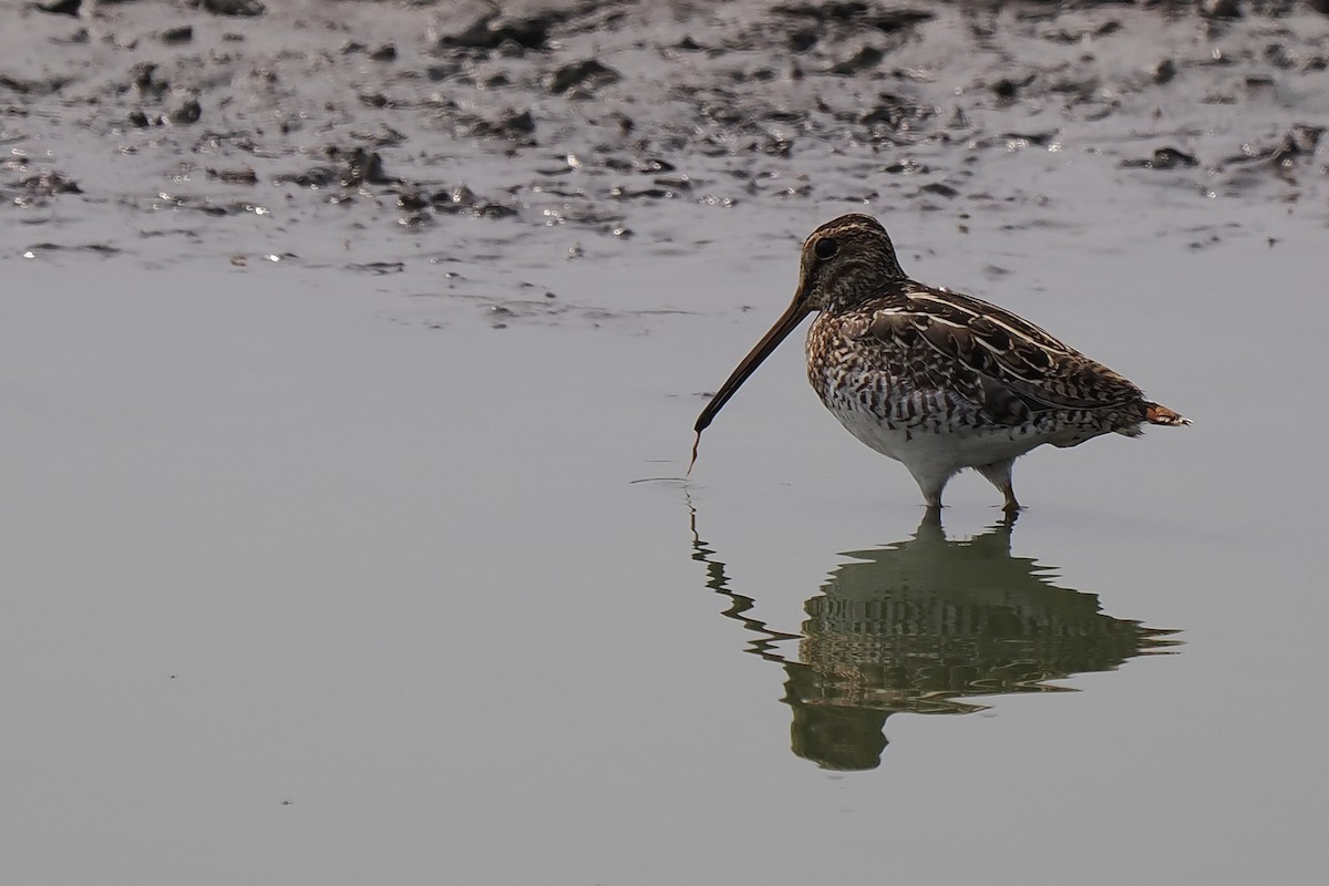 Pantanal Snipe - ML639662641