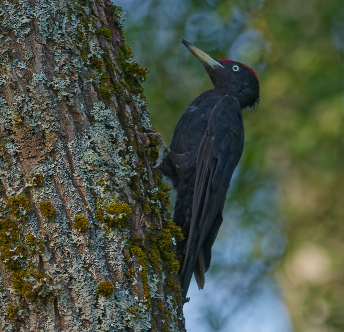 Black Woodpecker - ML639662648