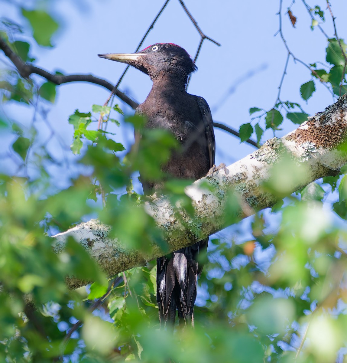 Black Woodpecker - ML639662650