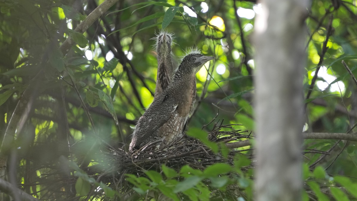 kvakoš indomalajský - ML639662683