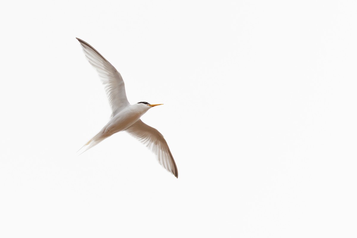 Little Tern - ML639662787