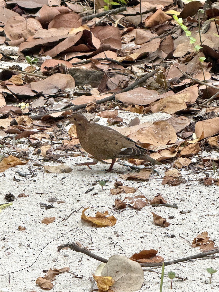 Zenaida Dove - ML639662809