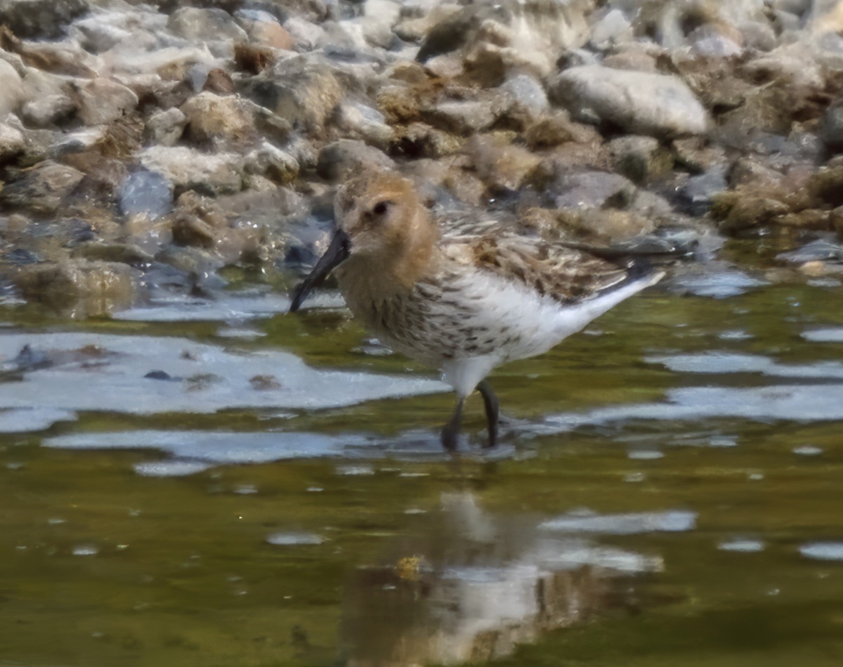Dunlin - ML639662935
