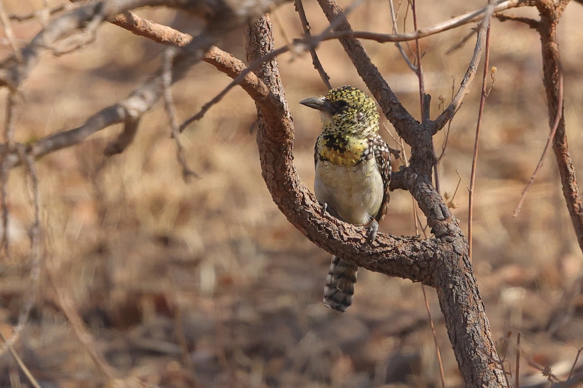 D'Arnaud's Barbet (Usambiro) - ML639662941